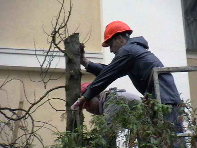 Dwóch mężczyzn w kaskach, jeden w pomarańczowym, drugi w czerwonym, przycina gałęzie drzewa z podnośnika koszowego przy budynku.